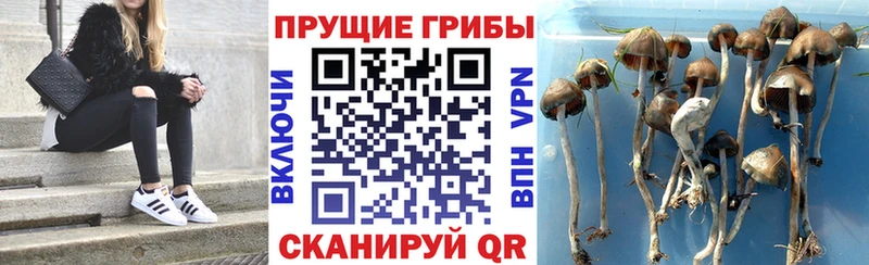 ОМГ ОМГ вход  купить  сайты  Североморск  Псилоцибиновые грибы прущие грибы 